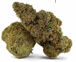 CBD Kanapių Žiedai „GMO Cookies“ – Premium Kokybė